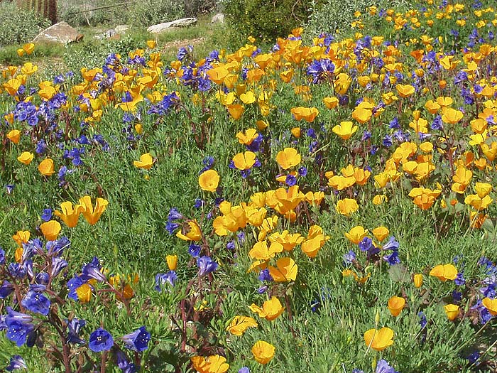 Silverleaf &copy; 2005 Darrell Call